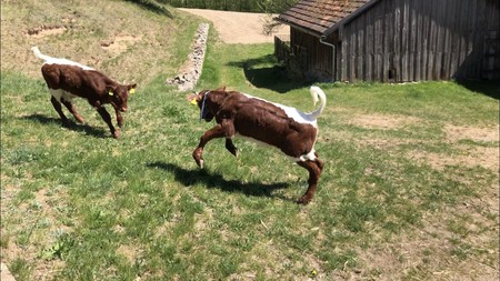 Kälber vom Pinzgauer Rind